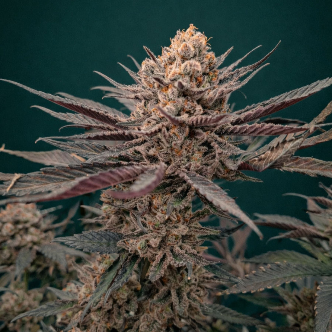 Cannabis-Was-ist-haze-hasch-wirkung-amnesia-haze-purple-haze