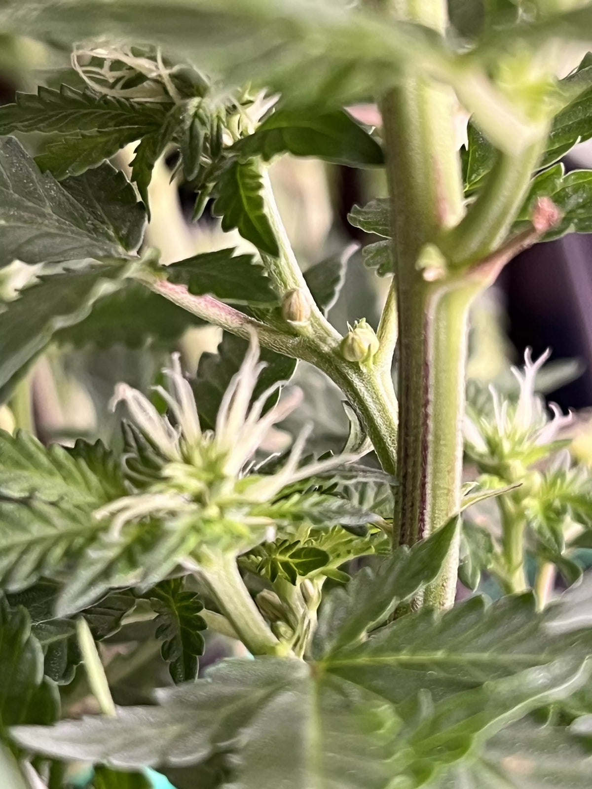cannabis pflanze, geschlecht erkennen, weiblich, männlich, hanf, zwitter