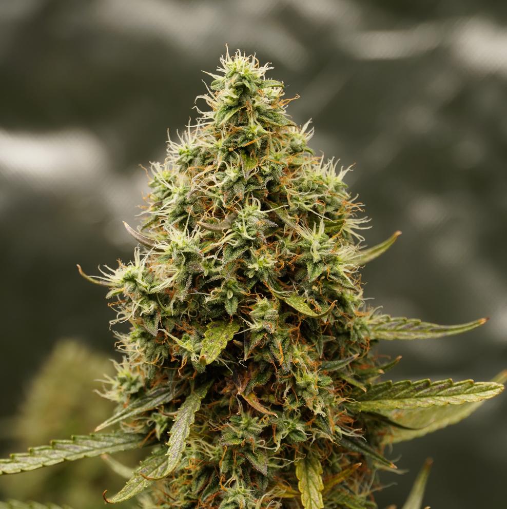 High THC Hanfsamen