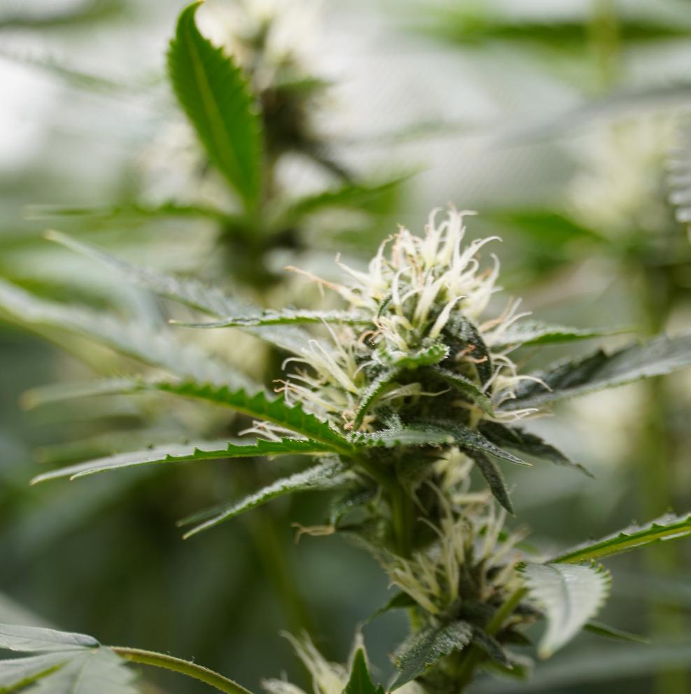 Fastflower Cannabis Samen - HANS Brainfood