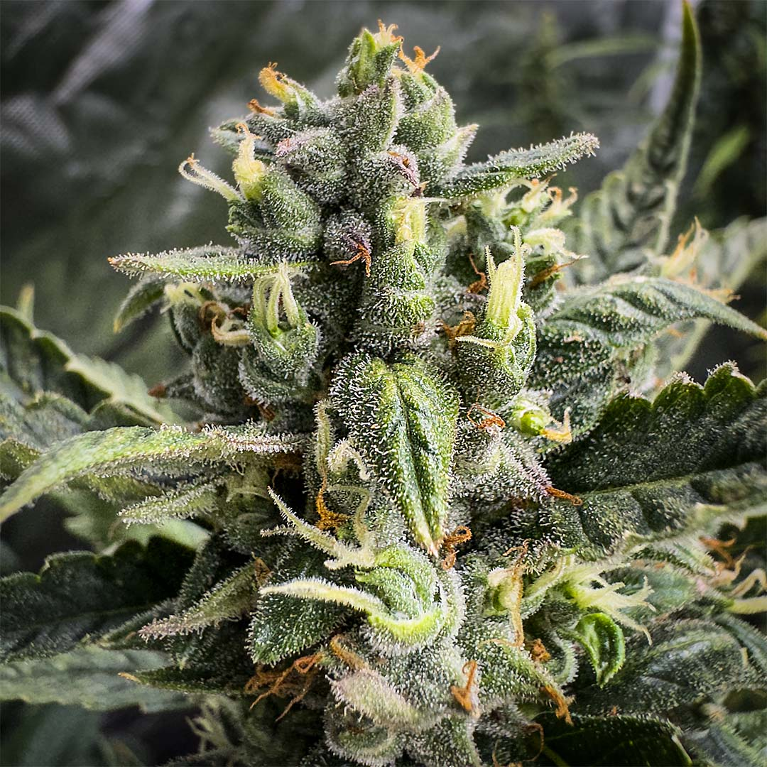 F1 Hybrid Cannabis Samen