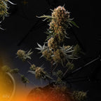 Runtz AUTO (Energetisierend, fruchtig, euphorisch)