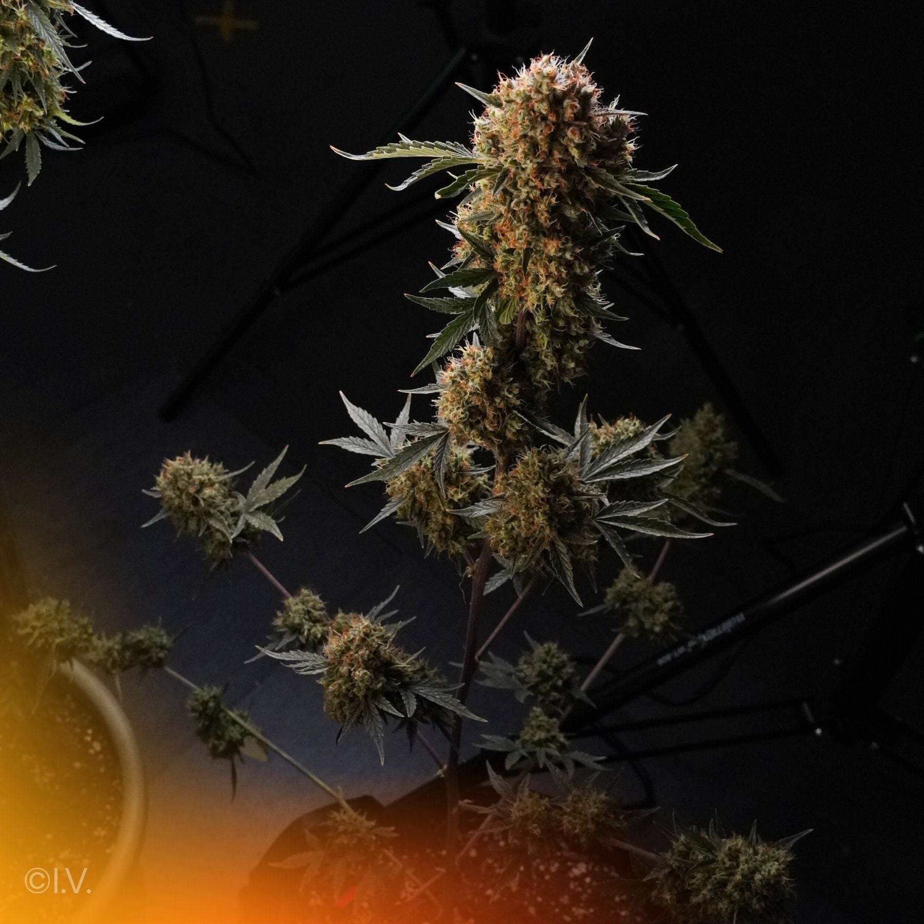 Hanfsamen BudVoyage Runtz AUTO (Energetisierend, fruchtig, euphorisch)