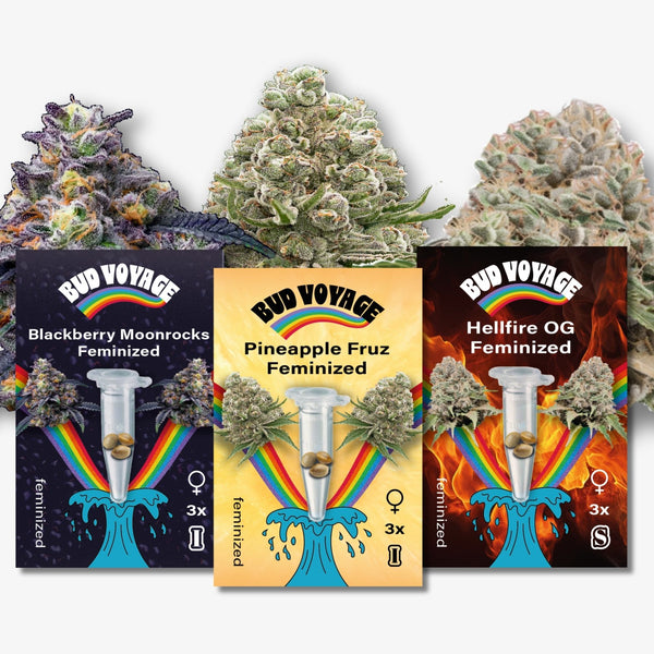 Bud Voyage digital art featuring Blackberry Moonrocks, Pineapple Fruz, and Hellfire OG feminized cannabis strains with vibrant rainbow accents and test tube imagery

