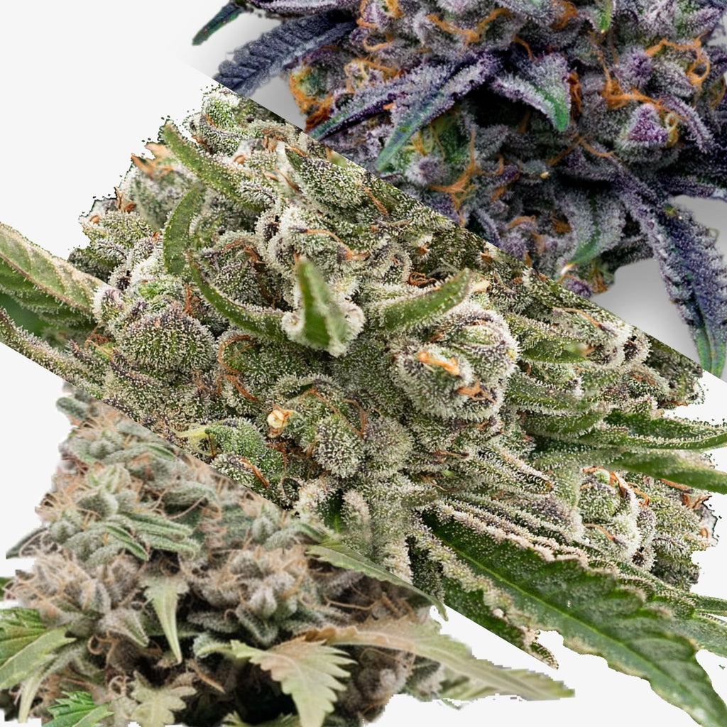 Nahaufnahme von Cannabisblüten mit grünen, purpurfarbenen und grauen Farbtönen, die reich an Trichomen und Harz sind, zeigt verschiedene Sorten und Texturen
