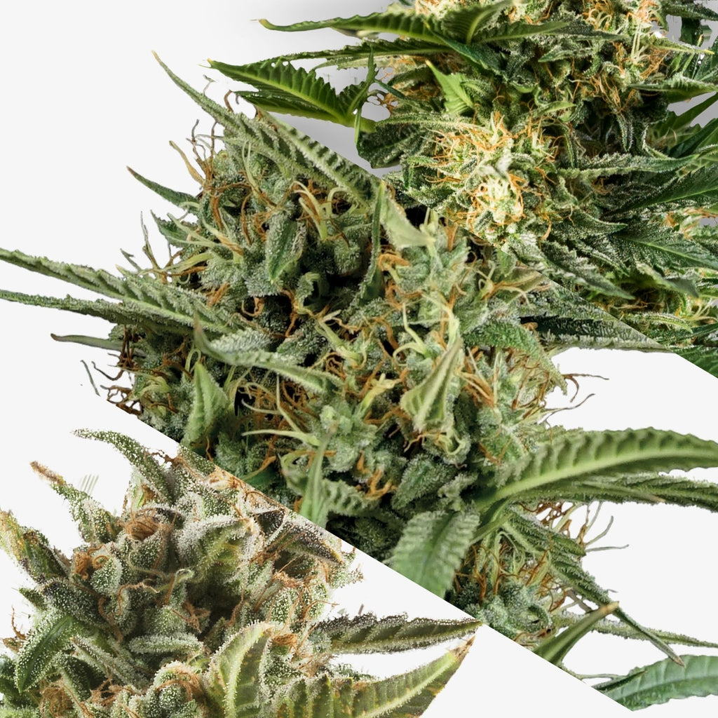 Photo of cannabis sativa showing three mature buds with vibrant green leaves, orange pistils, and frosty trichomes covering the flowers
