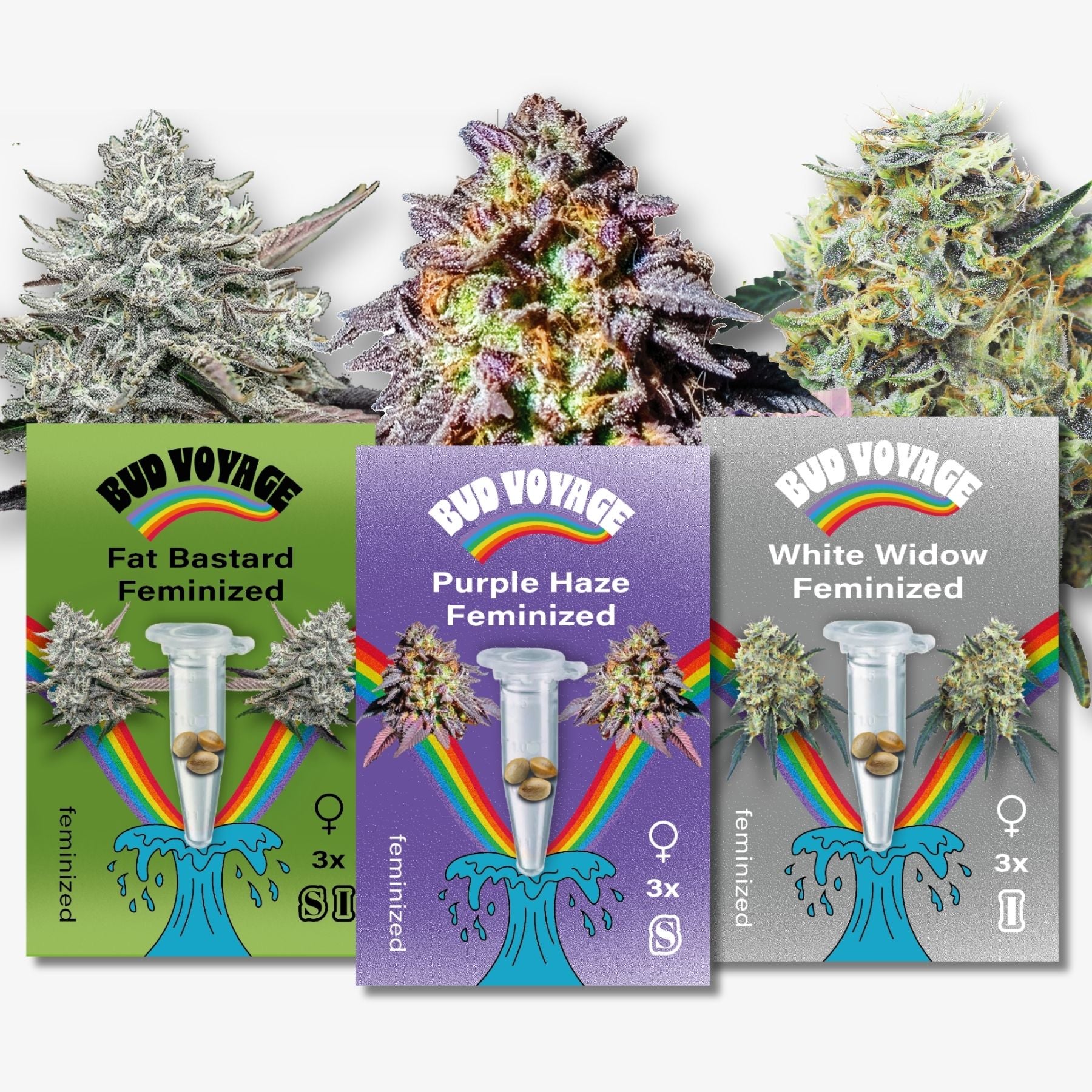 Digital illustration featuring three feminized cannabis strains—Fat Bastard, Purple Haze, and White Widow—displayed against vibrant rainbow backgrounds with test tubes and seeds, showcasing their unique colors and textures
