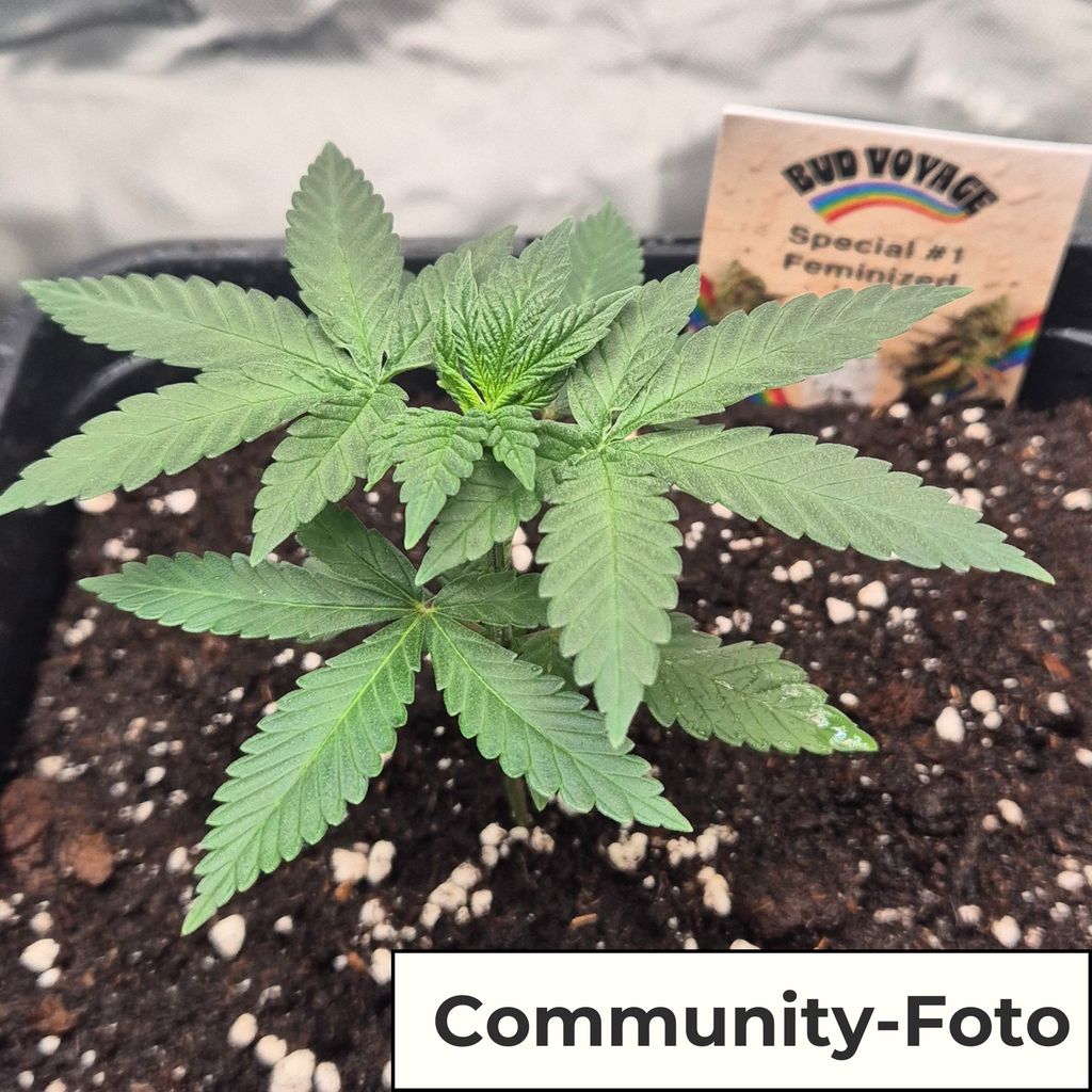 Hanfsamen BudVoyage Special #1 Fem (Pflegeleicht, erhebendes High, entspannend)