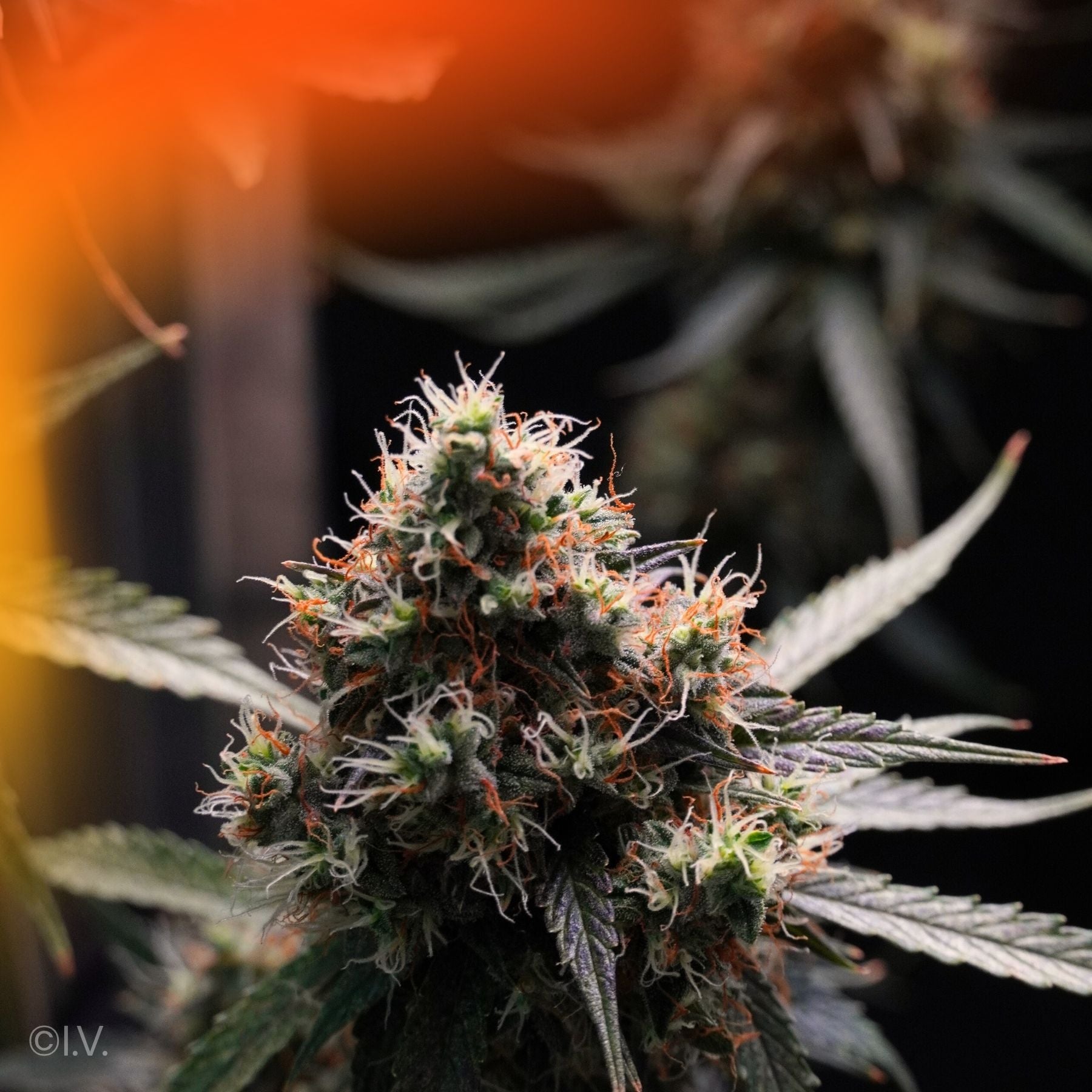 Hanfsamen BudVoyage Runtz AUTO (Energetisierend, fruchtig, euphorisch)