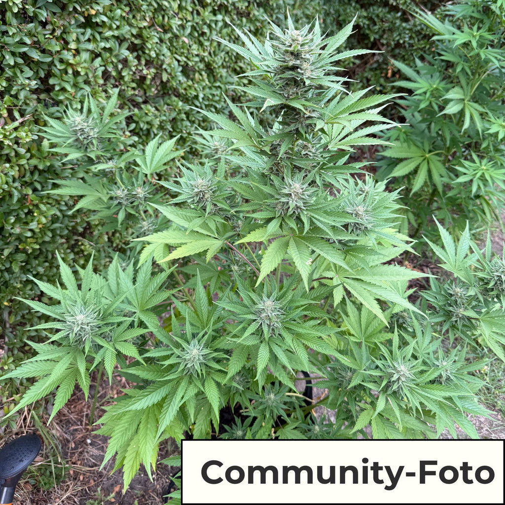 Hanfsamen BudVoyage Fat Bastard AUTO (Euphorisierend, intensiv, stoned)