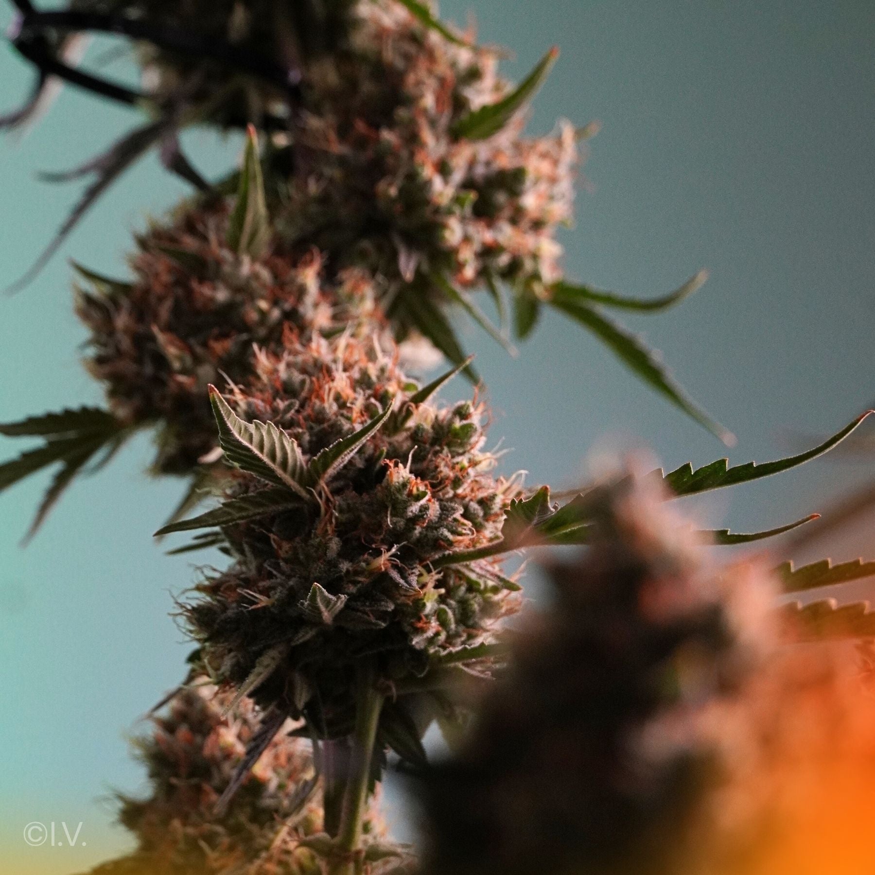 Hanfsamen BudVoyage Runtz AUTO (Energetisierend, fruchtig, euphorisch)