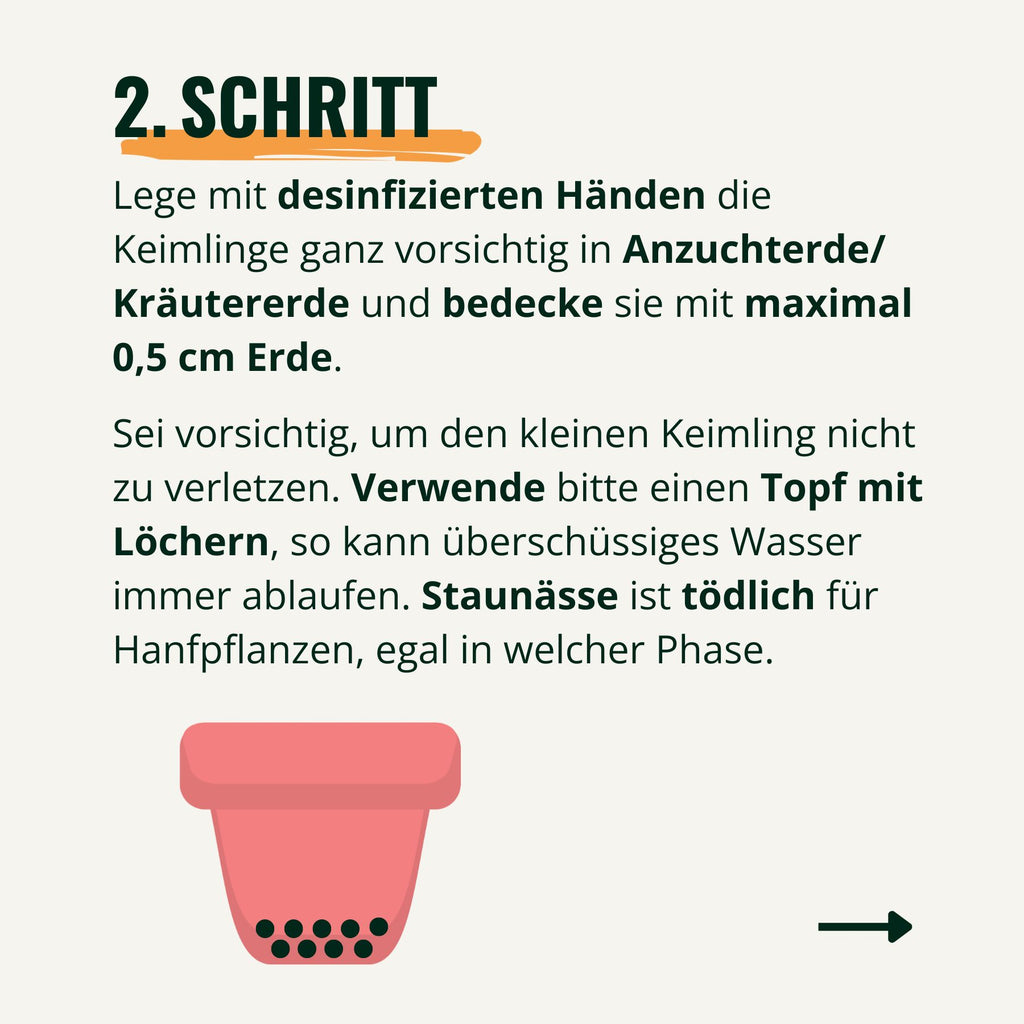 Digital illustration of a pink pot with drainage holes showing a step-by-step guide for planting a seedling.
