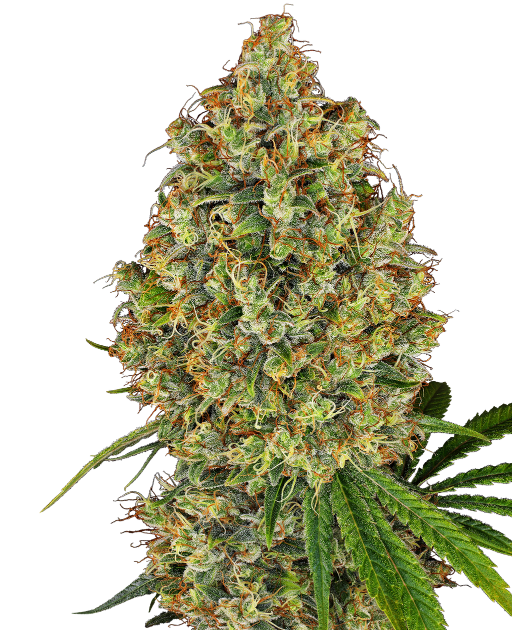 Photograph of a cannabis sativa plant showing dense green and orange buds with frosty trichomes and vibrant green leaves against a dark background
