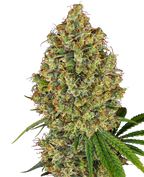 Photograph of a cannabis sativa plant showing dense green and orange buds with frosty trichomes and vibrant green leaves against a dark background
