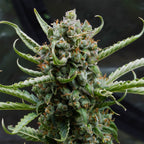 Amnesia Bubba F1 Auto (Happy, angenehm, relaxed)