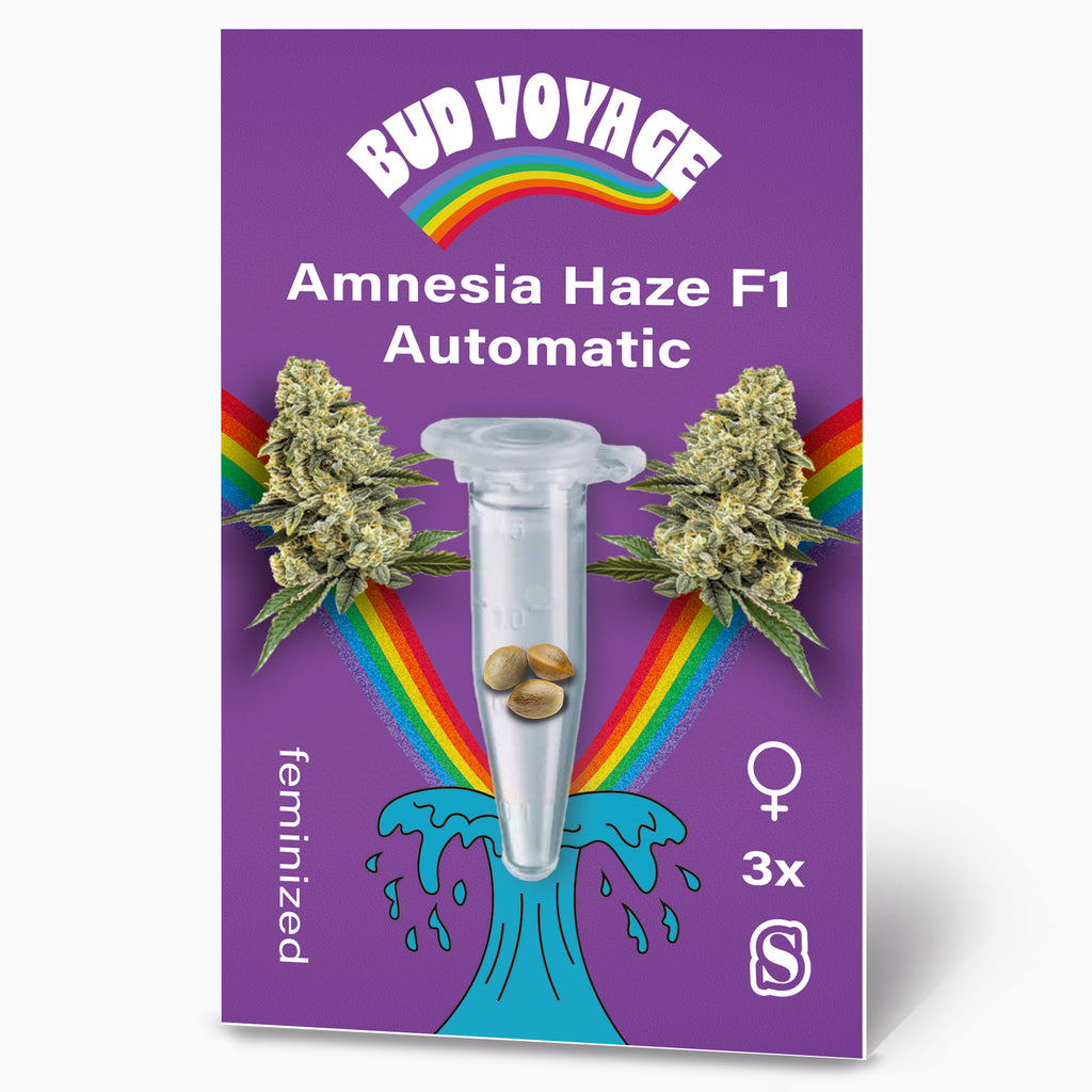 Bud Voyage Design: Amnesia Haze F1 Automatic Samenpackung mit Cannabisblüten, Regenbogen und drei feminisierten Samen in einer transparenten Plastikröhre auf lila Hintergrund
