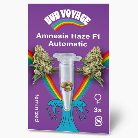Bud Voyage Design: Amnesia Haze F1 Automatic Samenpackung mit Cannabisblüten, Regenbogen und drei feminisierten Samen in einer transparenten Plastikröhre auf lila Hintergrund
