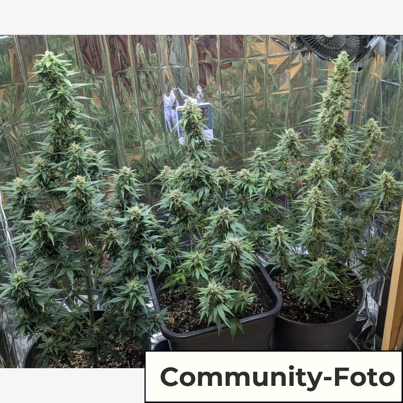 Hanfsamen BudVoyage Amnesia Bubba F1 Auto (Happy, angenehm, relaxed)