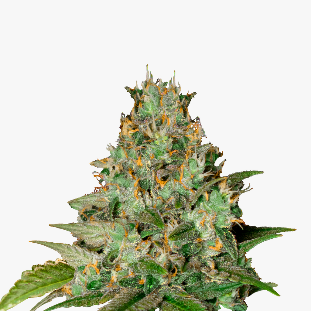 Fotografie einer Marihuana-Pflanze mit dichten, grünen Blütenständen, orangefarbenen Haaren und glitzernden Trichomen zeigt eine Nahaufnahme der Knospen
