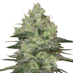 Close-up photo of cannabis sativa, showing its frosty trichomes, vibrant green hues, and orange pistils
