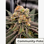 Amnesia Haze Fem (kreativ, klar, haze)