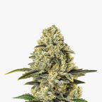 Fotografie einer Cannabispflanze mit grün-gelben Blütenständen und sichtbaren Trichomen, die an einen Weihnachtsbaum erinnern