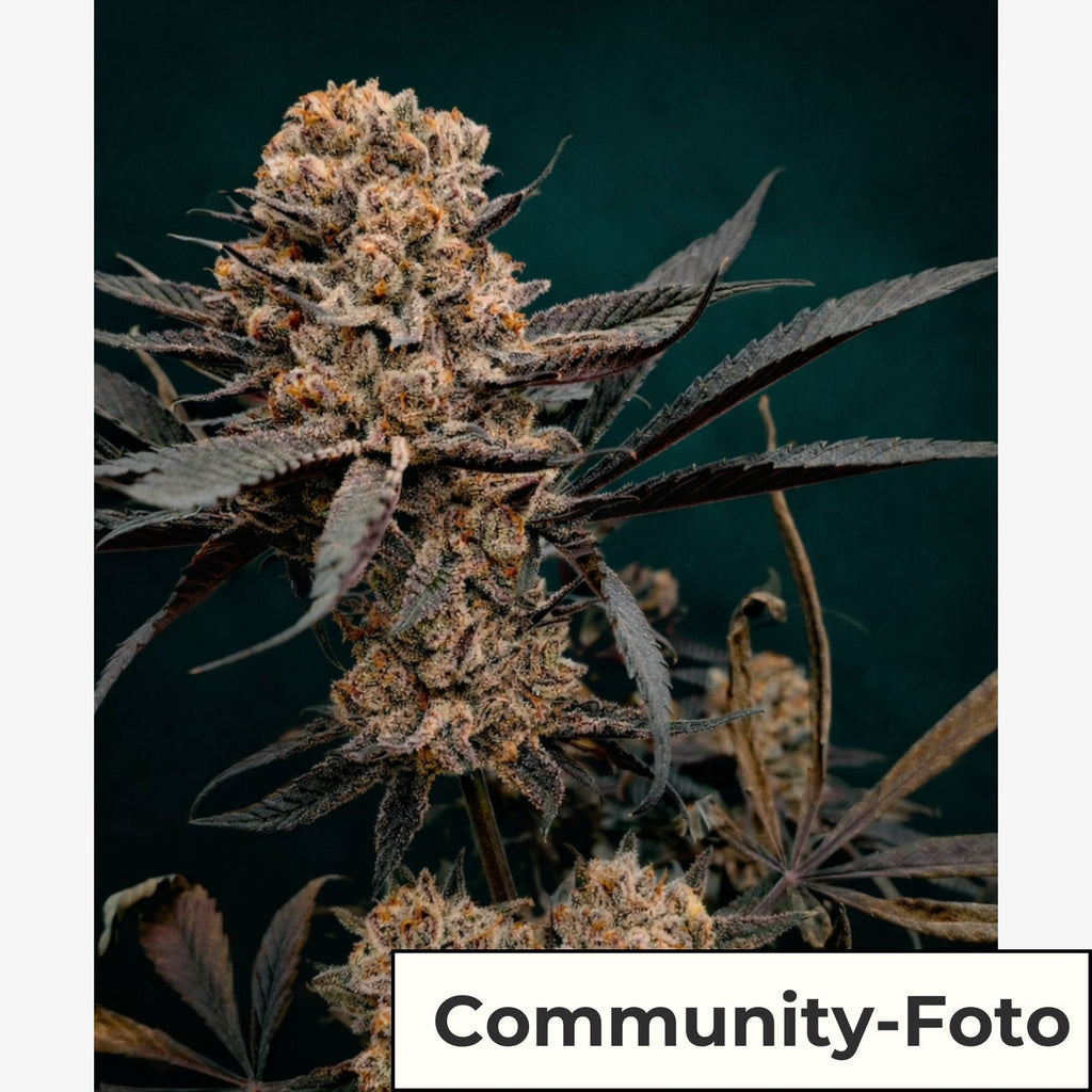 Hanfsamen BudVoyage Amnesia Haze Fem (kreativ, klar, haze)