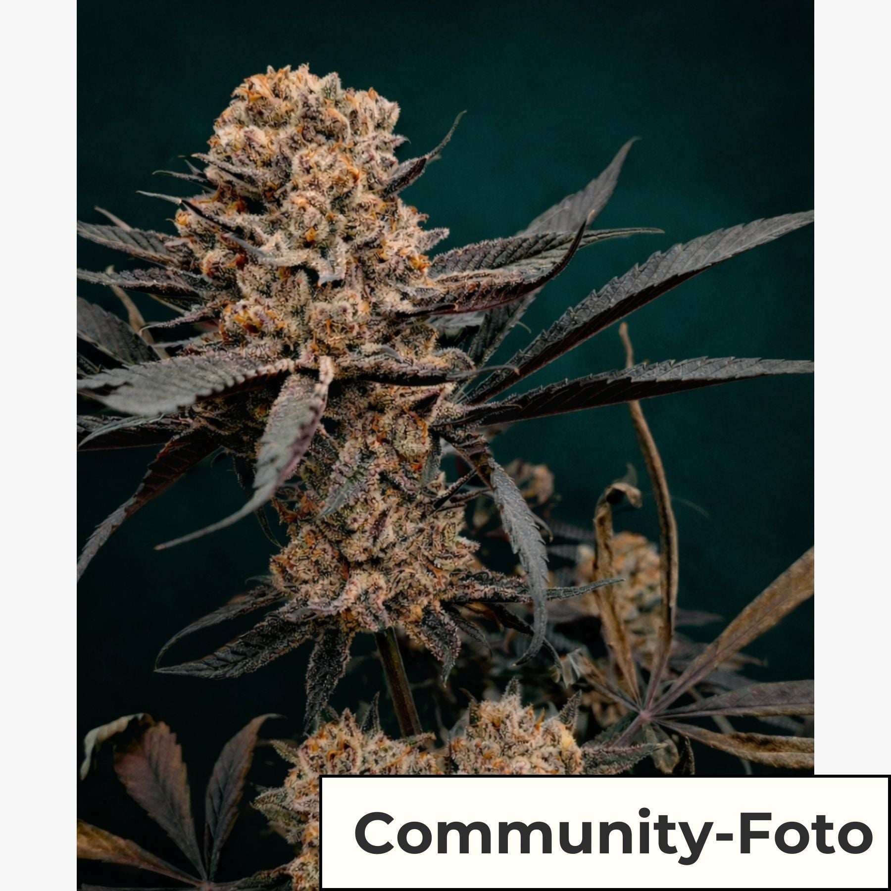 Hanfsamen BudVoyage Amnesia Haze Fem (kreativ, klar, haze)