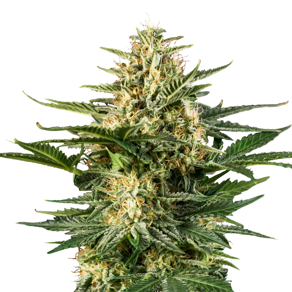 Nahaufnahme einer Cannabispflanze mit leuchtend grünen Blättern, orangefarbenen Härchen und einer dichten, kristallinen Beschichtung auf weißem Hintergrund