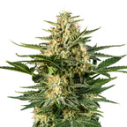 Nahaufnahme einer Cannabispflanze mit leuchtend grünen Blättern, orangefarbenen Härchen und einer dichten, kristallinen Beschichtung auf weißem Hintergrund