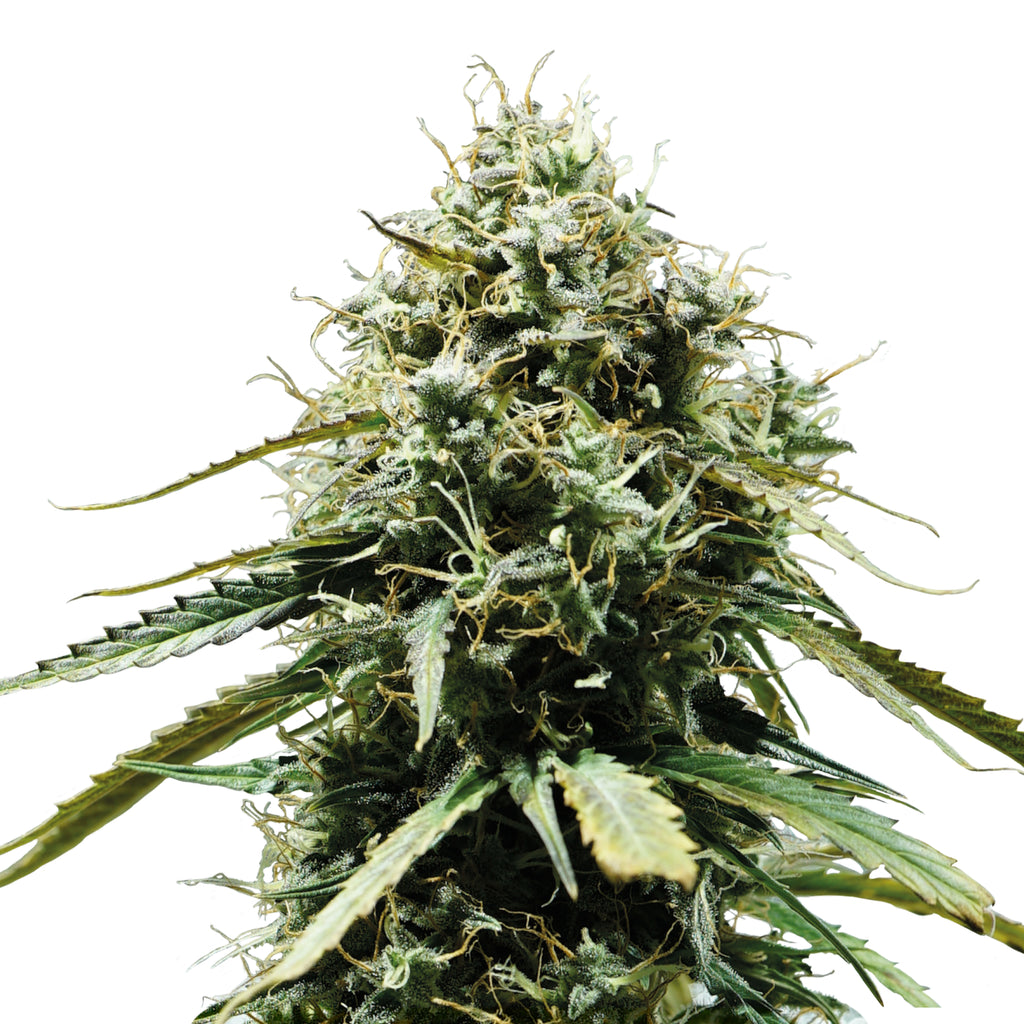 Nahaufnahme einer Cannabispflanze mit grün-goldenen Blütenständen und zart behaarten Blättern, die einen dichten, kegelförmigen Aufbau zeigen
