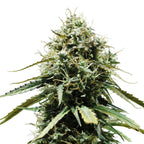 Nahaufnahme einer Cannabispflanze mit grün-goldenen Blütenständen und zart behaarten Blättern, die einen dichten, kegelförmigen Aufbau zeigen
