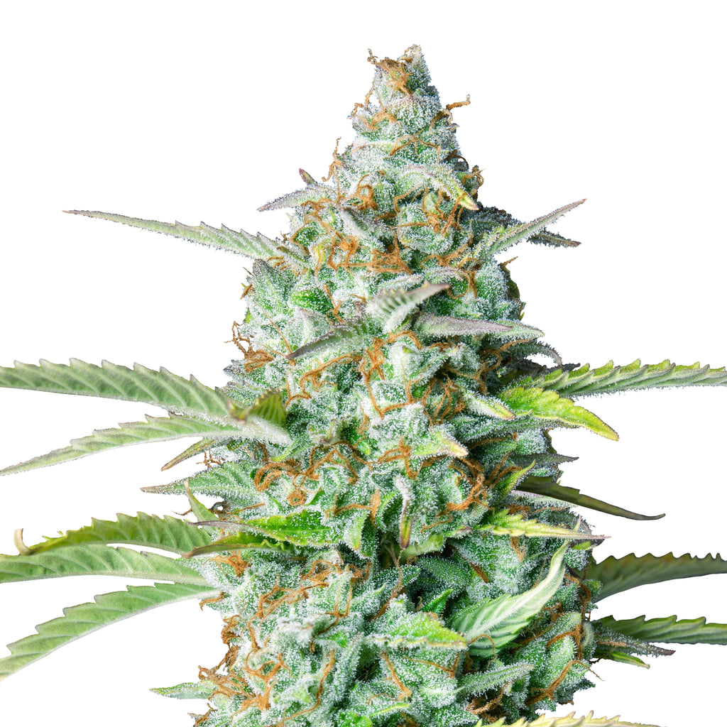 Nahaufnahme einer Cannabispflanze mit leuchtend grünen Blättern, orangefarbenen Härchen und einer dicken Schicht aus glitzernden Trichomen
