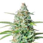 Nahaufnahme einer Cannabispflanze mit leuchtend grünen Blättern, orangefarbenen Härchen und einer dicken Schicht aus glitzernden Trichomen
