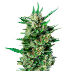 Close-up photograph of a cannabis sativa plant showcasing vibrant green leaves, trichome-covered buds, and rich orange pistils against a stark white background

