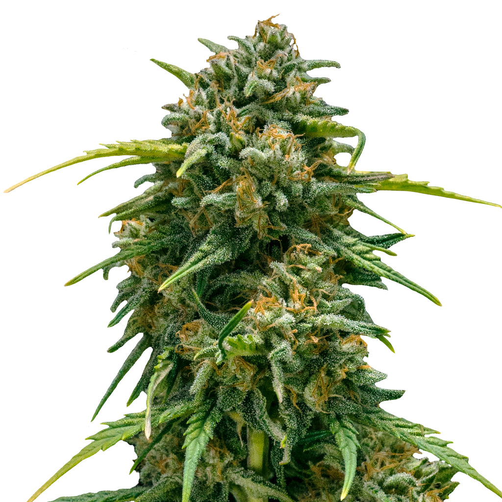 Fotografie einer Marihuana-Pflanze mit leuchtend grünen Blättern, orangefarbenen Härchen und einer dicken Schicht aus weißen Trichomen die auf einem weißen Hintergrund isoliert ist
