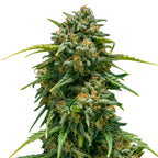 Fotografie einer Marihuana-Pflanze mit leuchtend grünen Blättern, orangefarbenen Härchen und einer dicken Schicht aus weißen Trichomen die auf einem weißen Hintergrund isoliert ist
