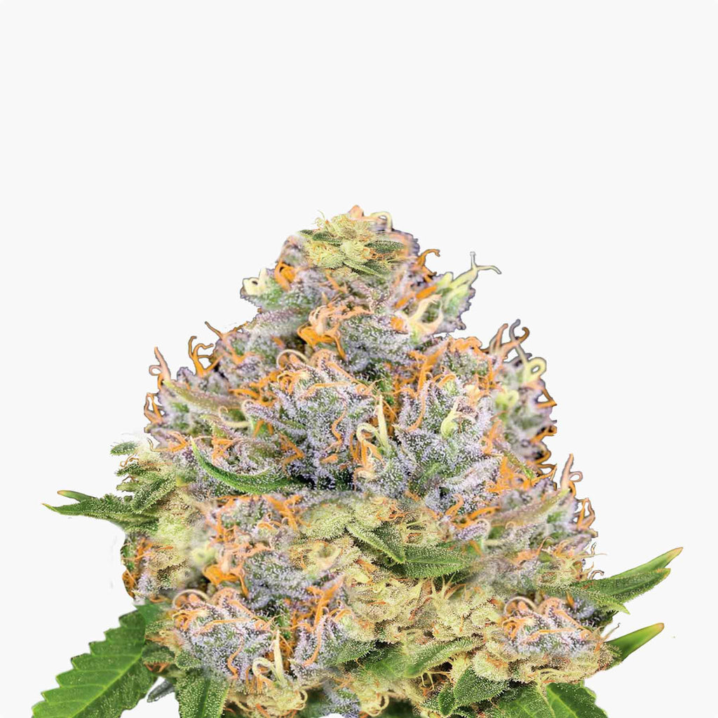 Nahaufnahme einer Cannabispflanze mit orangefarbenen Härchen, lilafarbenen Blüten und einer dichten, kristallinen Beschichtung
