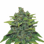 Fotografie von Marihuana, zeigt eine Pflanze mit leuchtend grünen Blättern, orangefarbenen Härchen und einer dicken Schicht aus weißen Trichomen auf den Blütenständen
