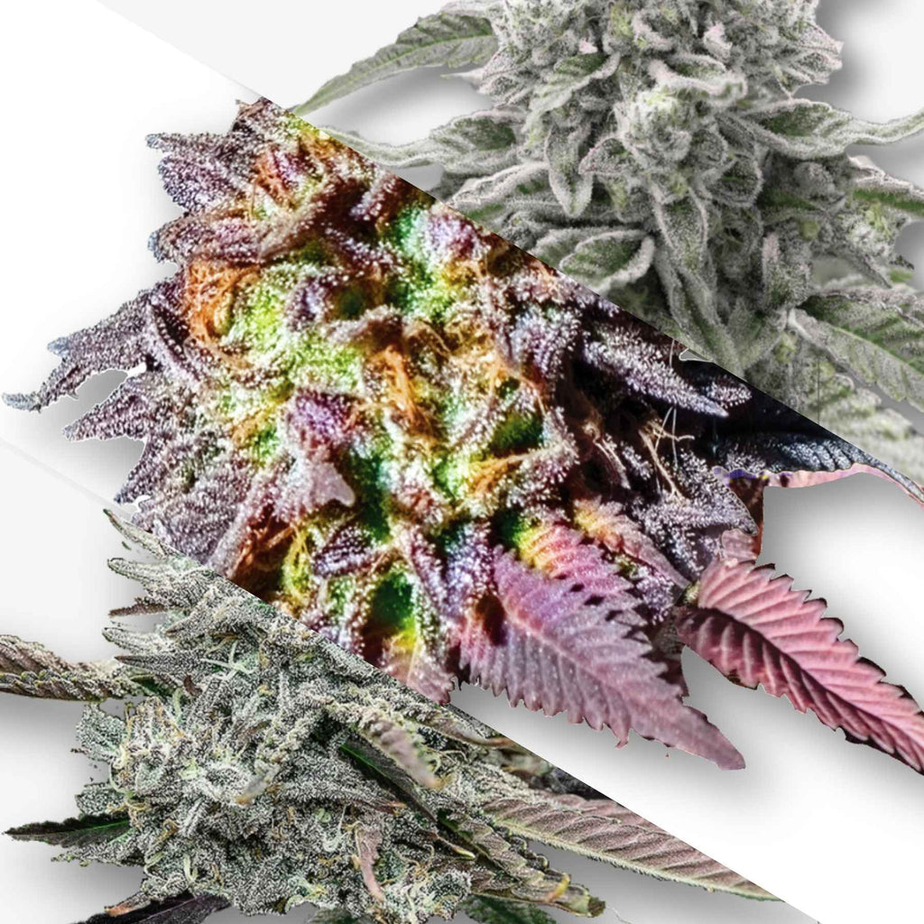 Digital art Cannabis buds showcasing vibrant purple, orange, and green hues with frosty trichomes and unique leaf structures
