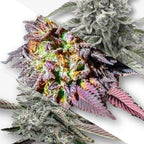 Digital art Cannabis buds showcasing vibrant purple, orange, and green hues with frosty trichomes and unique leaf structures
