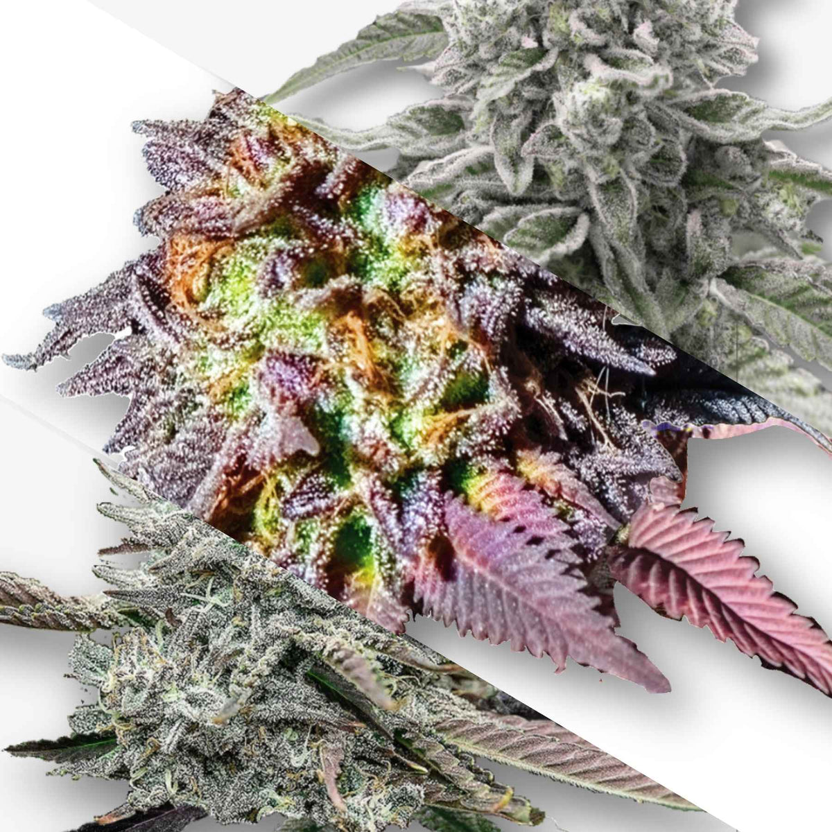 Digital art Cannabis buds showcasing vibrant purple, orange, and green hues with frosty trichomes and unique leaf structures
