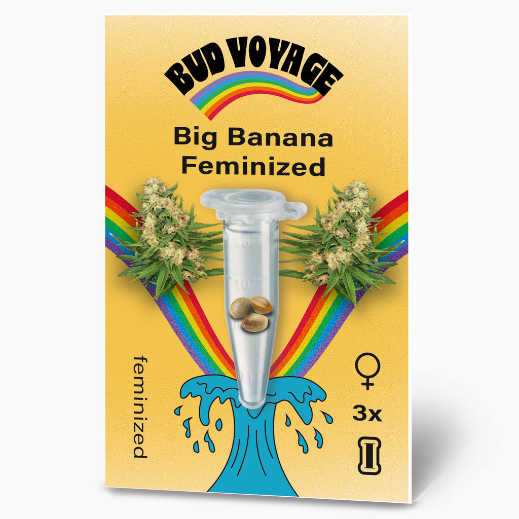 Bud Voyage Grafikdesign: Big Banana feminisierte Hanfsamen in einer Testtube vor einem Regenbogen und maritimen Wellen mit drei Samen und blühenden Cannabispflanzen

