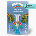 Bud Voyage Grafikdesign: Big Bud feminisierte Hanfsamen in einer Testtube, umgeben von Regenbogen und Wellen, zeigen drei Samen und zwei Cannabis Blüten
