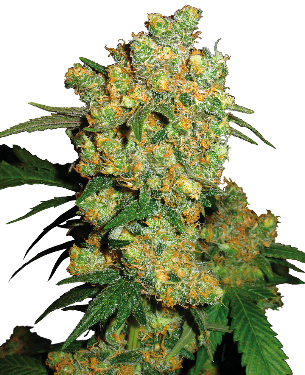 Fotografie einer Cannabispflanze mit orangefarbenen und grünen Blütenständen dicht beieinander stehenden Knospen und glänzenden Blättern
