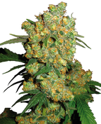 Fotografie einer Cannabispflanze mit orangefarbenen und grünen Blütenständen dicht beieinander stehenden Knospen und glänzenden Blättern
