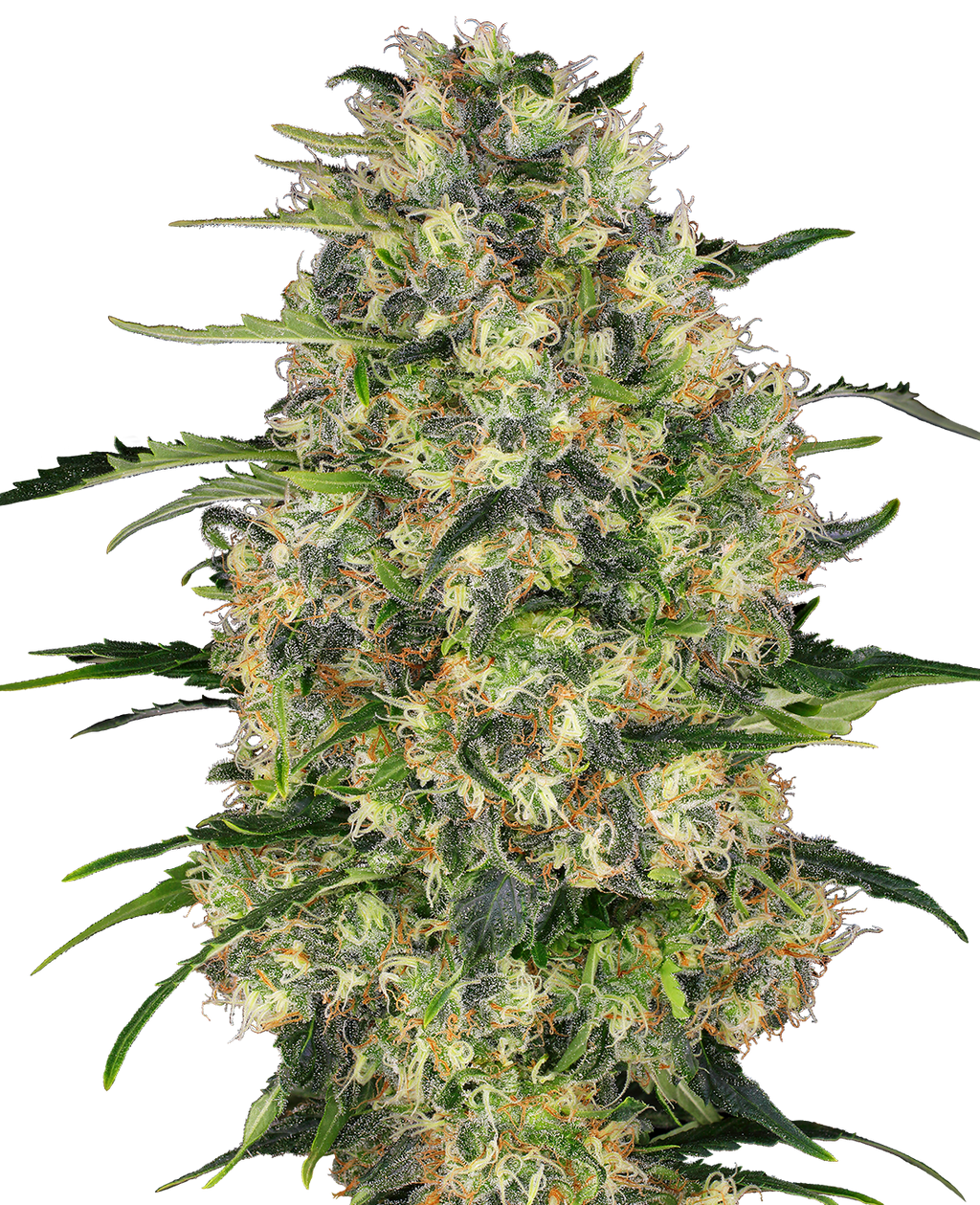 Nahaufnahme einer Cannabispflanze mit dichten, grünen Blütenständen, leuchtend orangefarbenen Härchen und einer dicken Schicht aus weißen Trichomen
