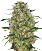 Nahaufnahme einer Cannabispflanze mit dichten, grünen Blütenständen, leuchtend orangefarbenen Härchen und einer dicken Schicht aus weißen Trichomen
