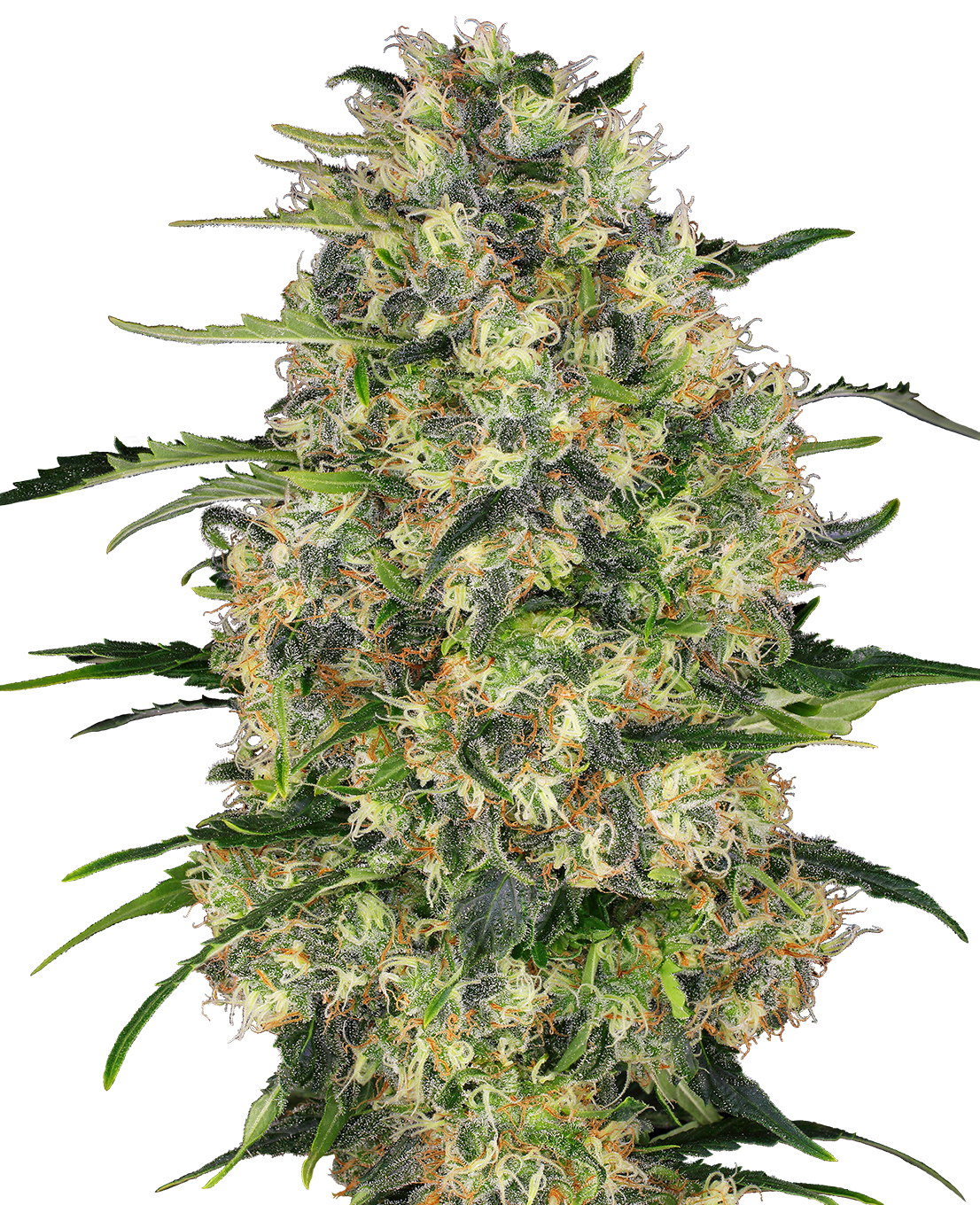 Nahaufnahme einer Cannabispflanze mit dichten, grünen Blütenständen, leuchtend orangefarbenen Härchen und einer dicken Schicht aus weißen Trichomen
