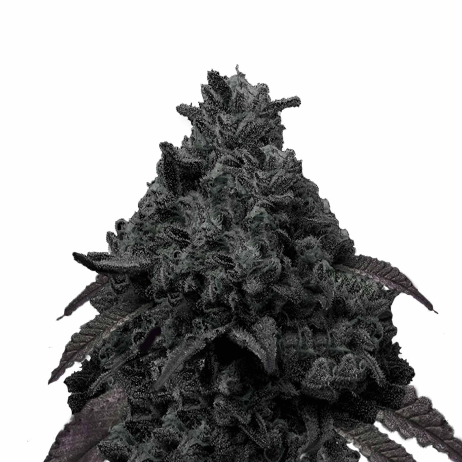 Unbekanntes Medium, unbekannter Künstler: Nahaufnahme einer dunklen, fast schwarzen Cannabispflanze mit violetten Untertönen, die wie eine raue, vulkanartige Formation aussieht, mit einer komplexen Textur und zahlreichen kleinen, haarartigen Details
